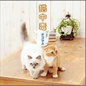 良書網 テゴマス<br>猫中毒 ＜通常盤＞ 出版社: ジャニーズ・エンタテイメン Code/ISBN: JECN-318