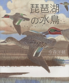 琵琶湖の水鳥