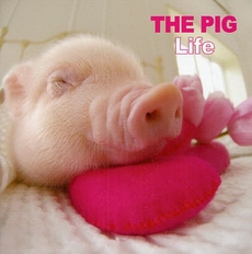 良書網 THE PIG Life 出版社: 日本ｲﾝﾍﾞｽﾀｰｽﾞｻｰ Code/ISBN: 9784777111787