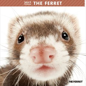 THE FERRET