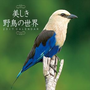 美しき野鳥の世界