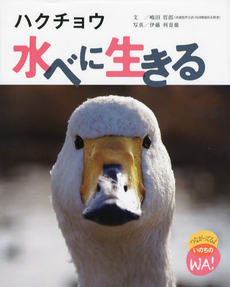 良書網 ハクチョウ水べに生きる 出版社: 小峰書店 Code/ISBN: 9784338270021