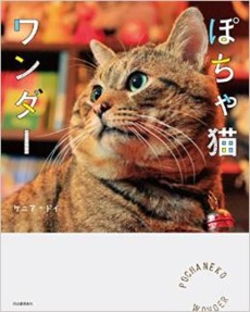 ぽちゃ猫ワンダー