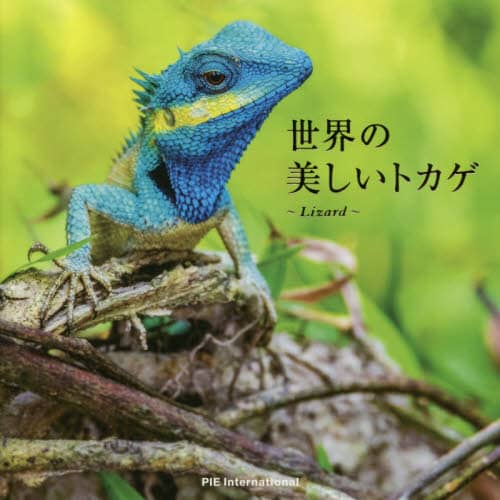 世界の美しいトカゲ　Ｌｉｚａｒｄ