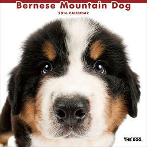 良書網 Bernese Mountain Dog 2016 年曆 出版社: Try-X Code/ISBN: CL1105