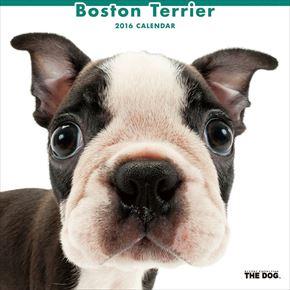 Boston Terrier 2016 年曆