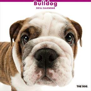 Bulldog 2016 年曆
