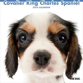 Cavalier King Charles Spaniel 2016 年曆