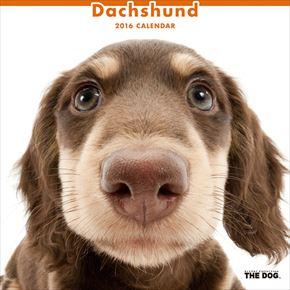 Dachshund 2016 年曆