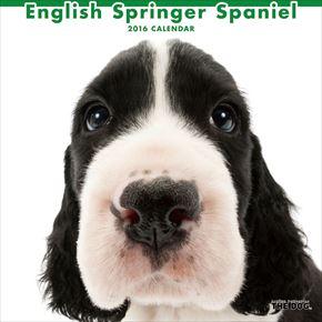 English Springer Spaniel 2016 年曆