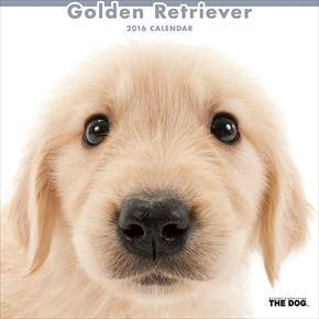 Golden Retriever 2016 年曆