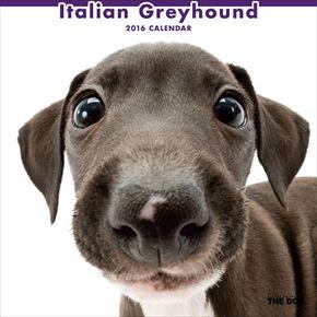 Italian Greyhound 2016 年曆