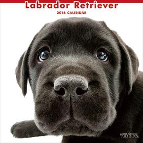 Labrador Retriever 2016 年曆