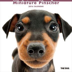 Miniature Pinscher 2016 年曆
