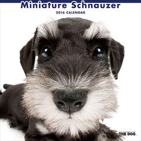 Miniature Schnauzer 2016 年曆