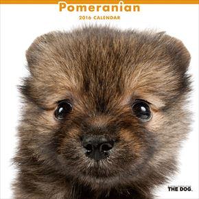 良書網 Pomeranian 2016 年曆 出版社: Try-X Code/ISBN: CL1130