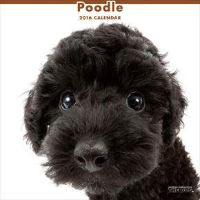 Poodle 2016 年曆