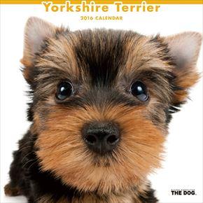 Yorkshire Terrier 2016 年曆