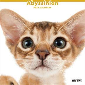 Abyssinian cat 2016 年曆