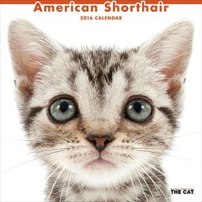American Shorthair 2016 年曆