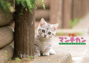 子猫のマンチカン 2016 年曆