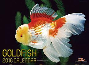 GOLD FISH 2016 年曆