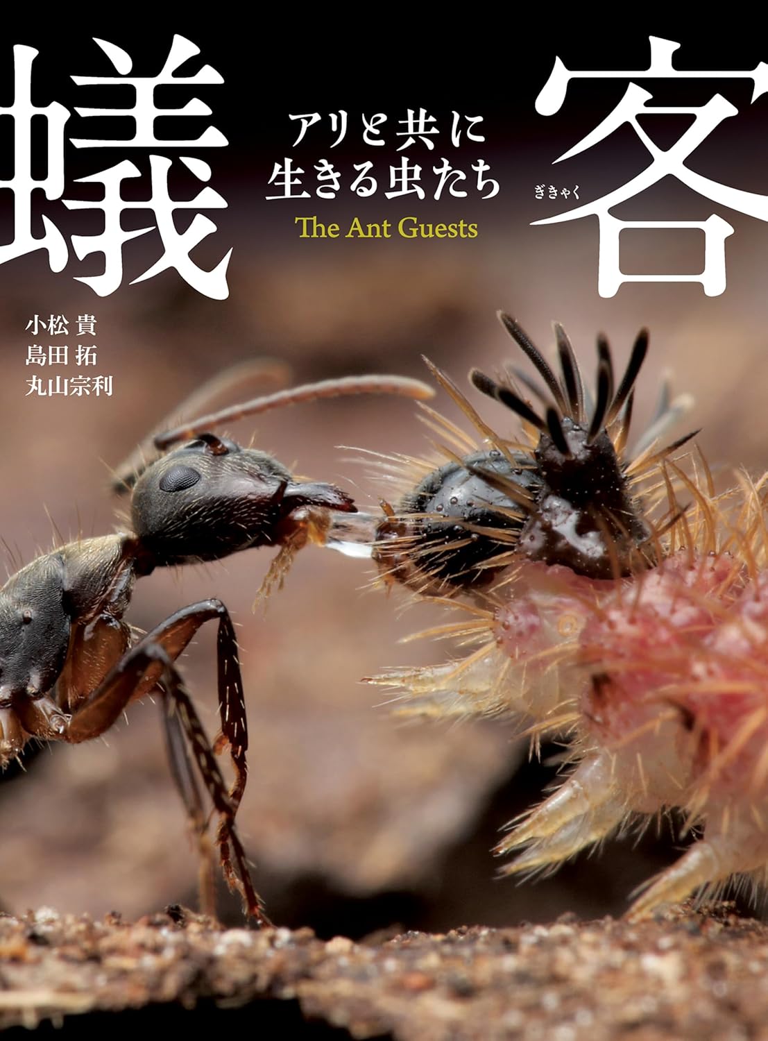 9784041161043 蟻客　アリと共に生きる虫たち